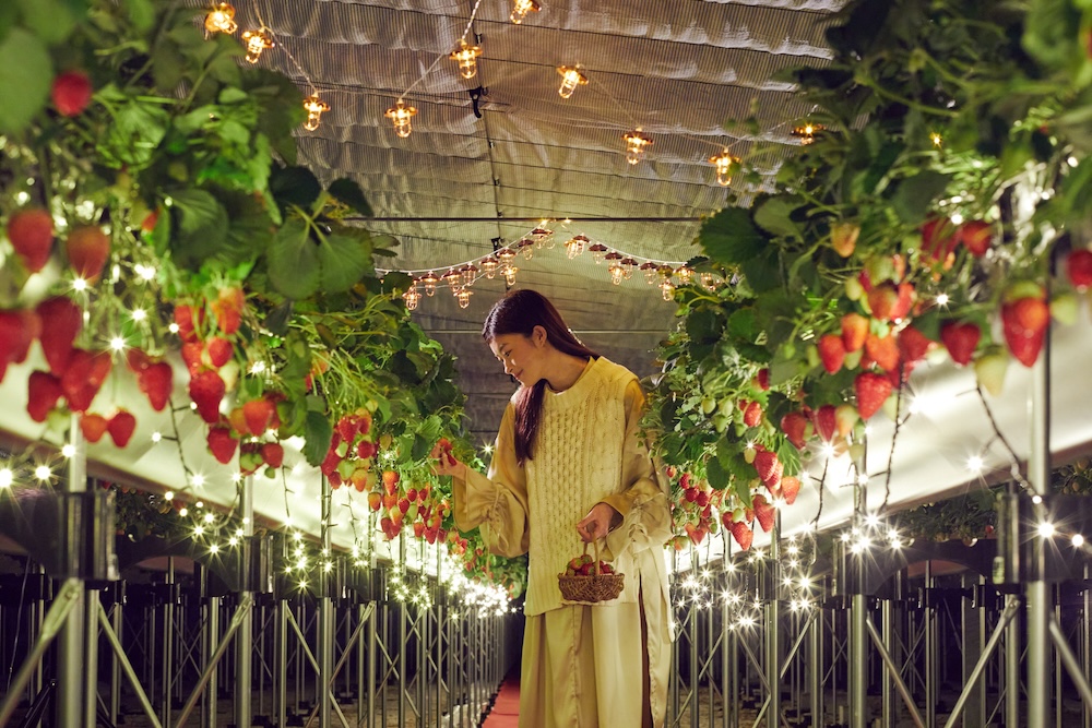 夜のいちご狩り「ナイトストロベリーツアー」