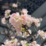 生花を使用した桜装飾のイメージ