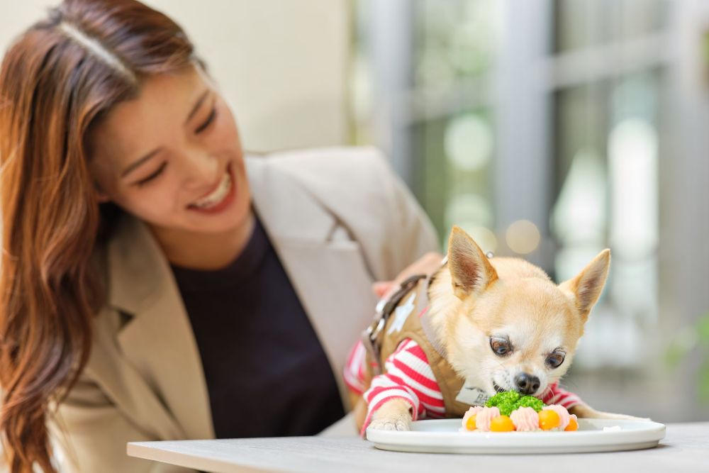 「アプローズスクエア東京迎賓館」限定の「愛犬とご一緒に過ごせるアフタヌーンティ」イメージ