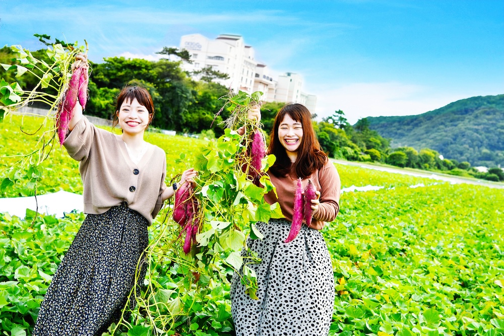 「なると金時芋掘り体験」イメージ