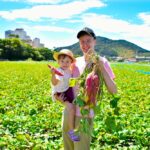 「なると金時芋掘り体験」イメージ