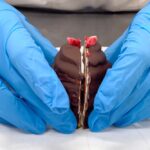 「いちごシャンティー」イメージ