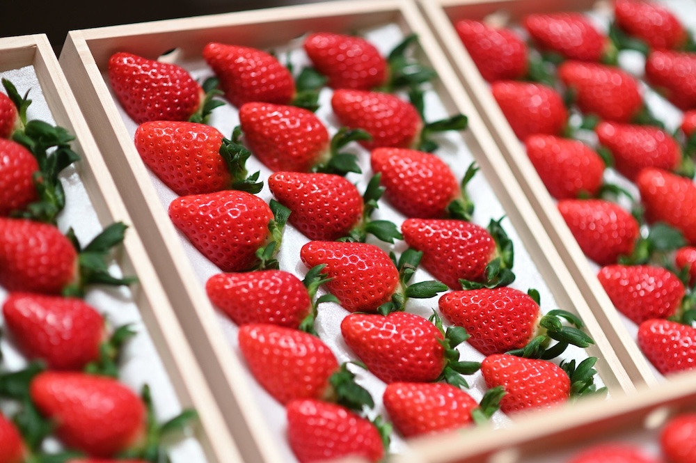 3月末まで販売される「クイーンストロベリー桐箱入」税込み10,800円