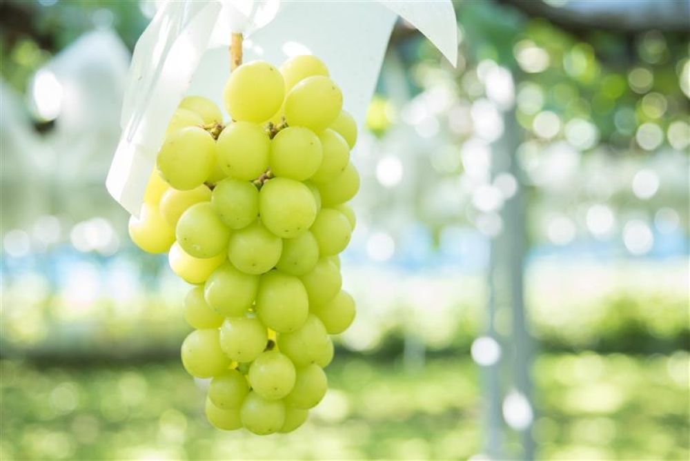 ゴールデンシャインマスカットの栽培イメージ