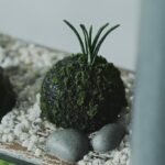 「千の茶会アフタヌーンティー ~京の箱庭~」イメージ