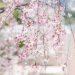 「さくらラウンジ」枝垂れ桜のイメージ