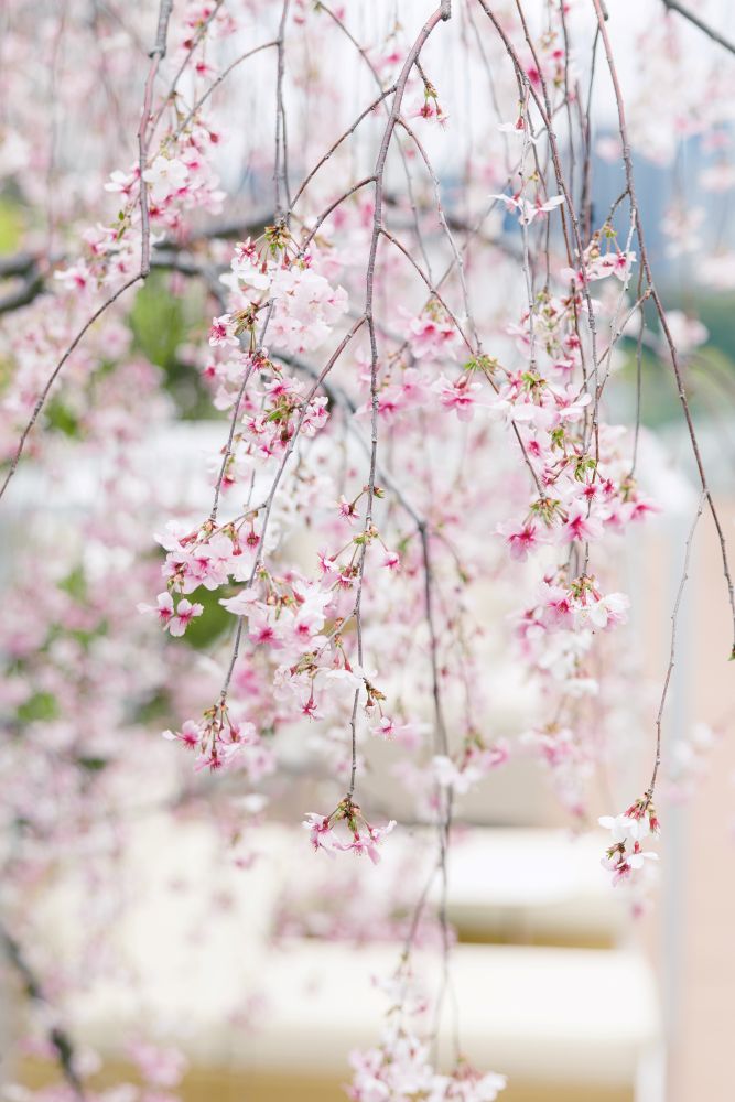 「さくらラウンジ」枝垂れ桜のイメージ