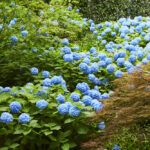 ティーサロン「ピカケ」の窓から見える紫陽花