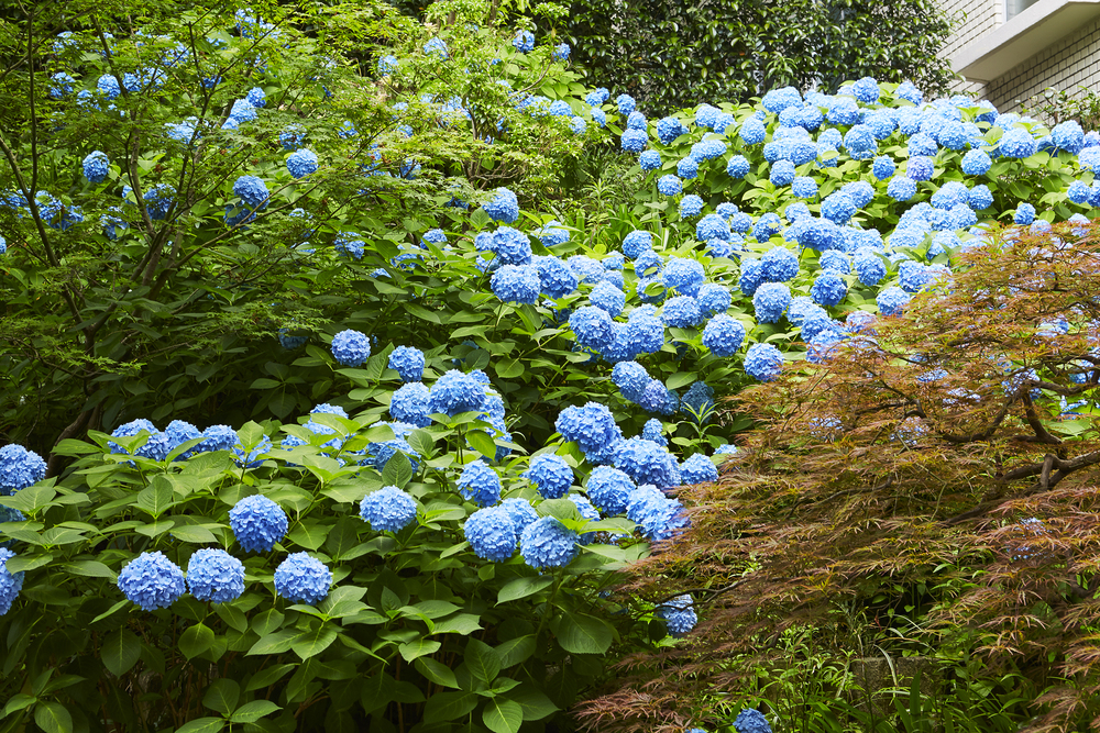 ティーサロン「ピカケ」の窓から見える紫陽花