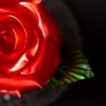 「メルシーフルール」税込み1,728円