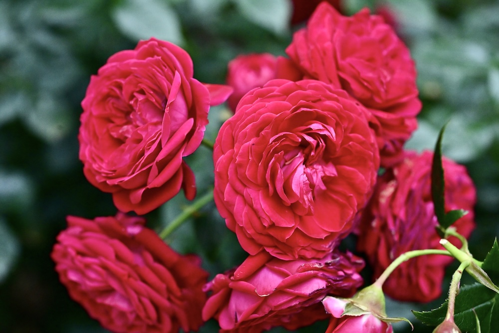 「KIOI ROSE WEEK 2026」イメージ