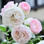 「KIOI ROSE WEEK 2026」イメージ
