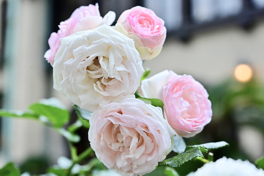 「KIOI ROSE WEEK 2026」イメージ