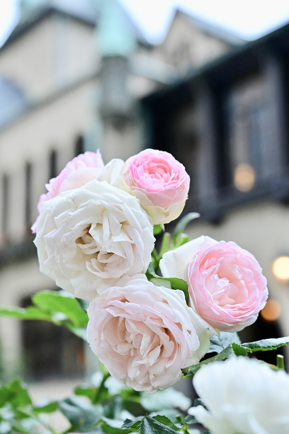 「KIOI ROSE WEEK 2026」イメージ