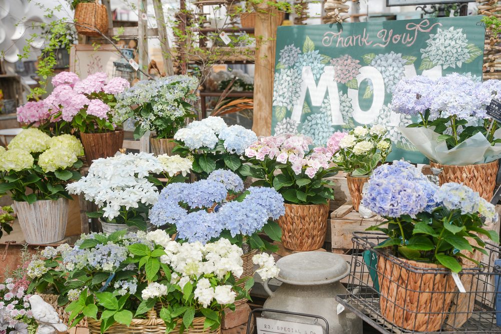 「the Farm UNIVERSAL」で母の日に彩りを添える植物ギフトを販売、あじさい約60種を中心に展開
