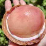 「ごろっと1/2個分！桃のタルト」イメージ