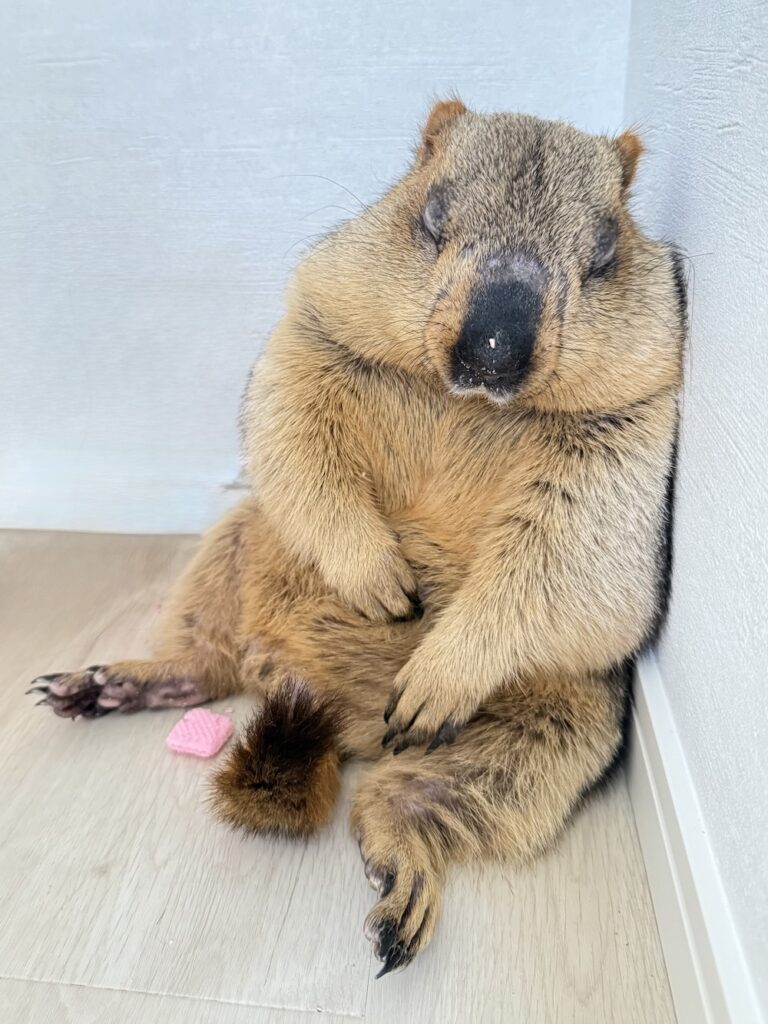 「マモテラス」イメージ