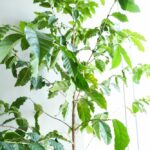 種から育てたコーヒーの木のイメージ