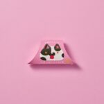 「三角チョコパイ クッキー＆クリーム いちご味」イメージ